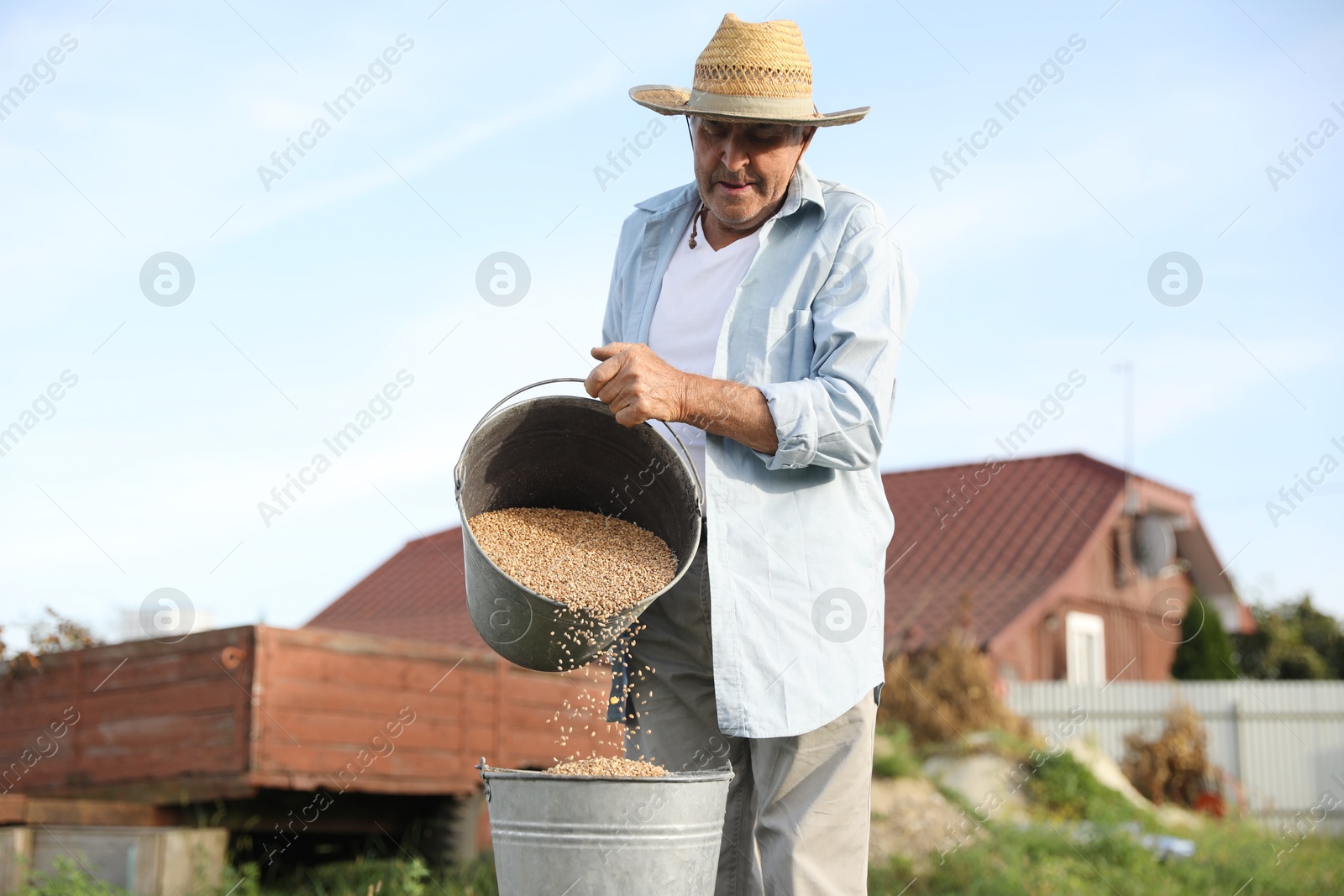 Photo of Senior man pouring wheat grains into bucket outdoors