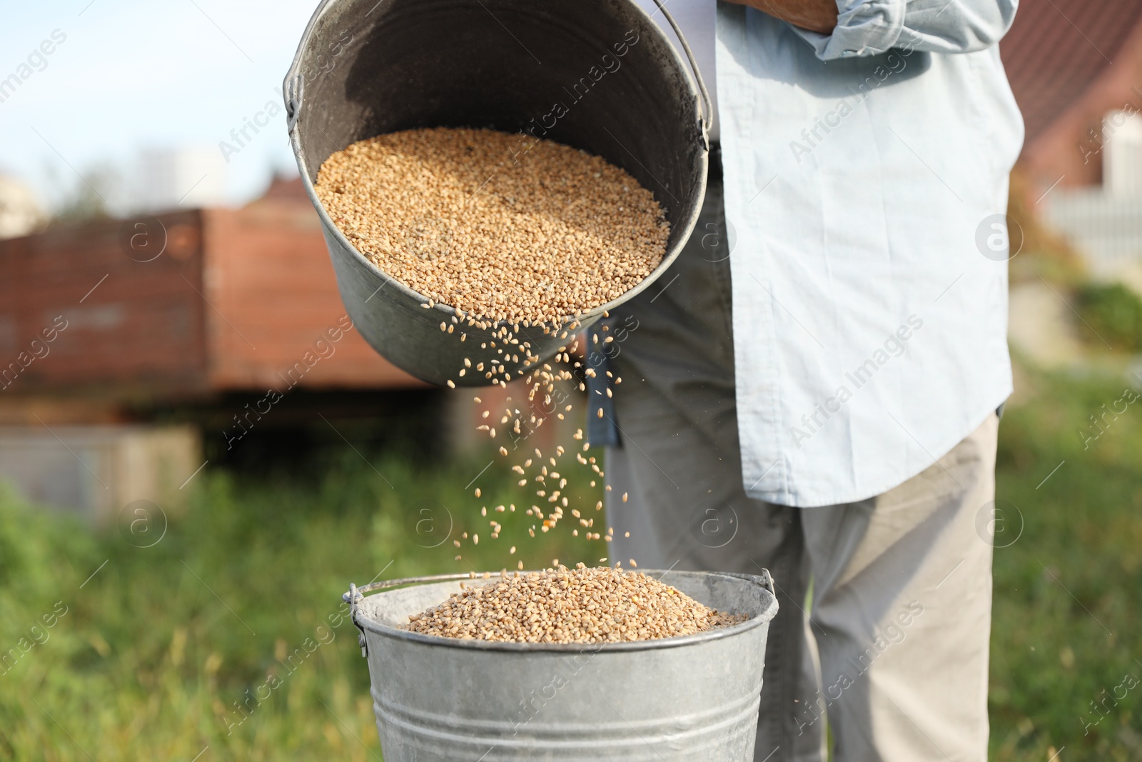 Photo of Senior man pouring wheat grains into bucket outdoors, closeup