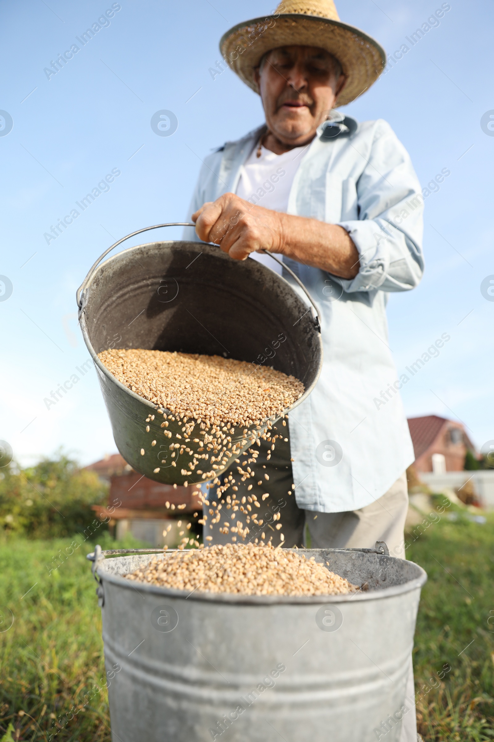 Photo of Senior man pouring wheat grains into bucket outdoors, low angle view