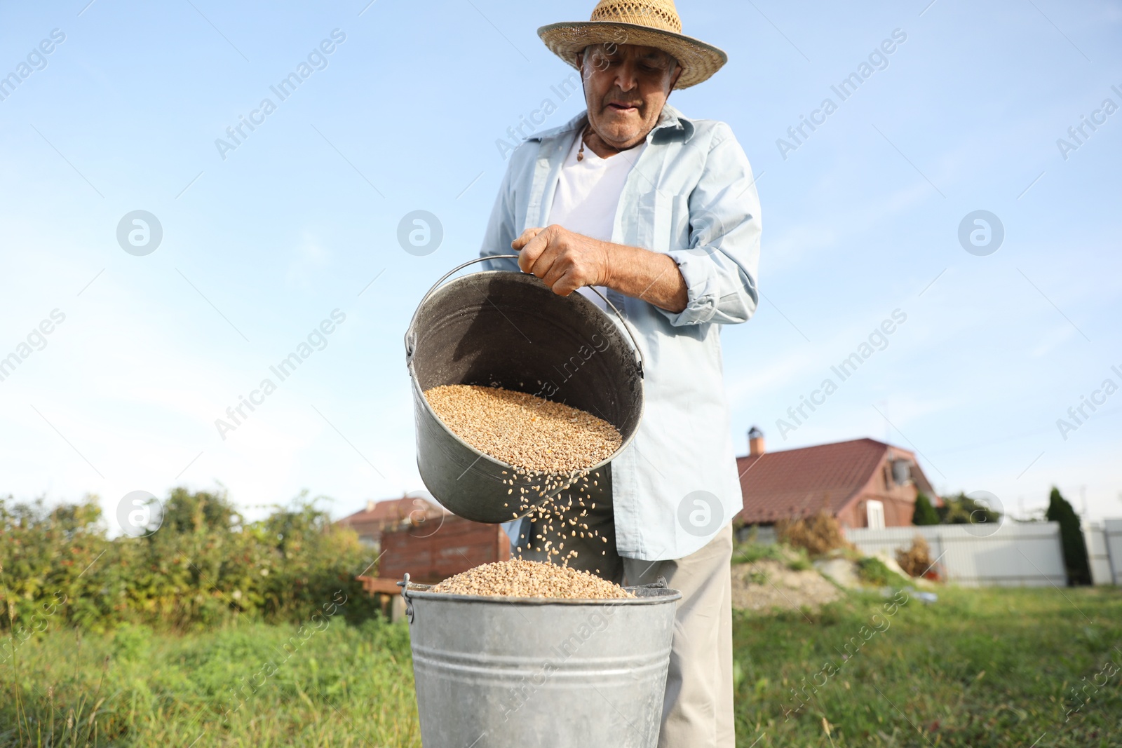 Photo of Senior man pouring wheat grains into bucket outdoors