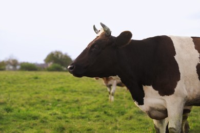 Photo of Beautiful cow grazing on green grass outdoors, space for text