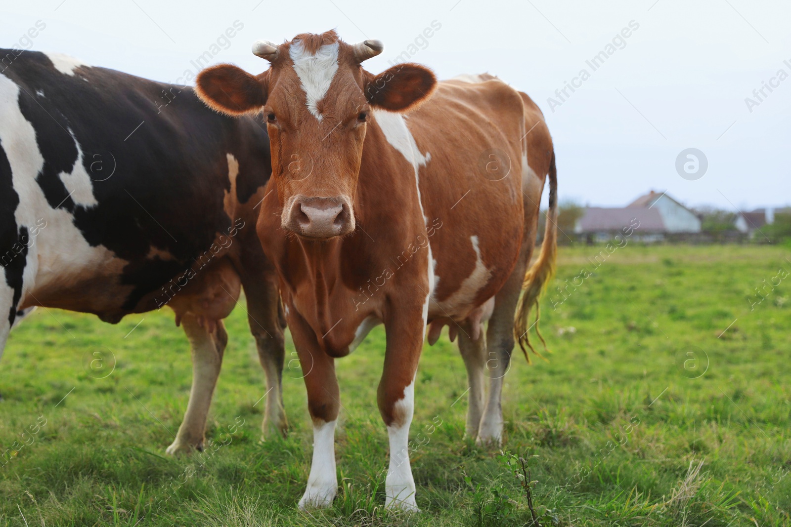 Photo of Beautiful cows grazing on green grass outdoors