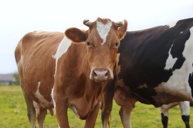 Photo of Beautiful cows grazing on pasture. Farm animal