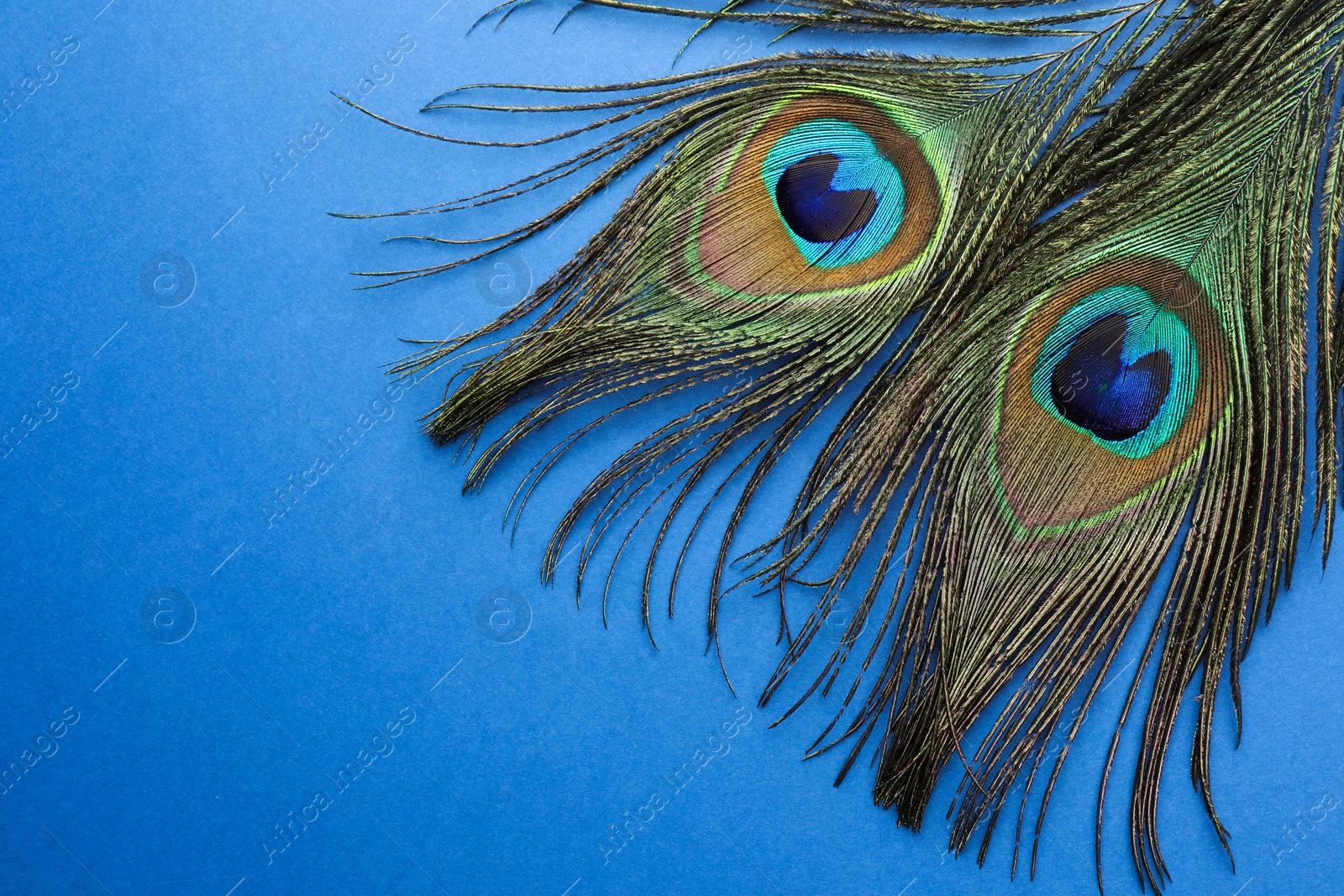 Photo of Two beautiful peacock feathers on blue background, top view. Space for text