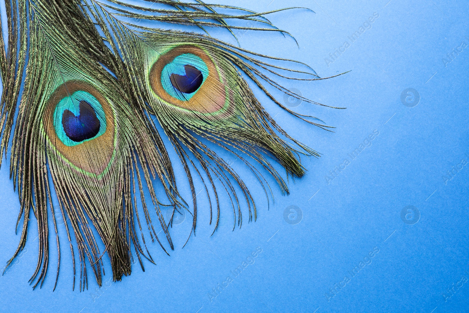 Photo of Two beautiful peacock feathers on blue background, top view. Space for text