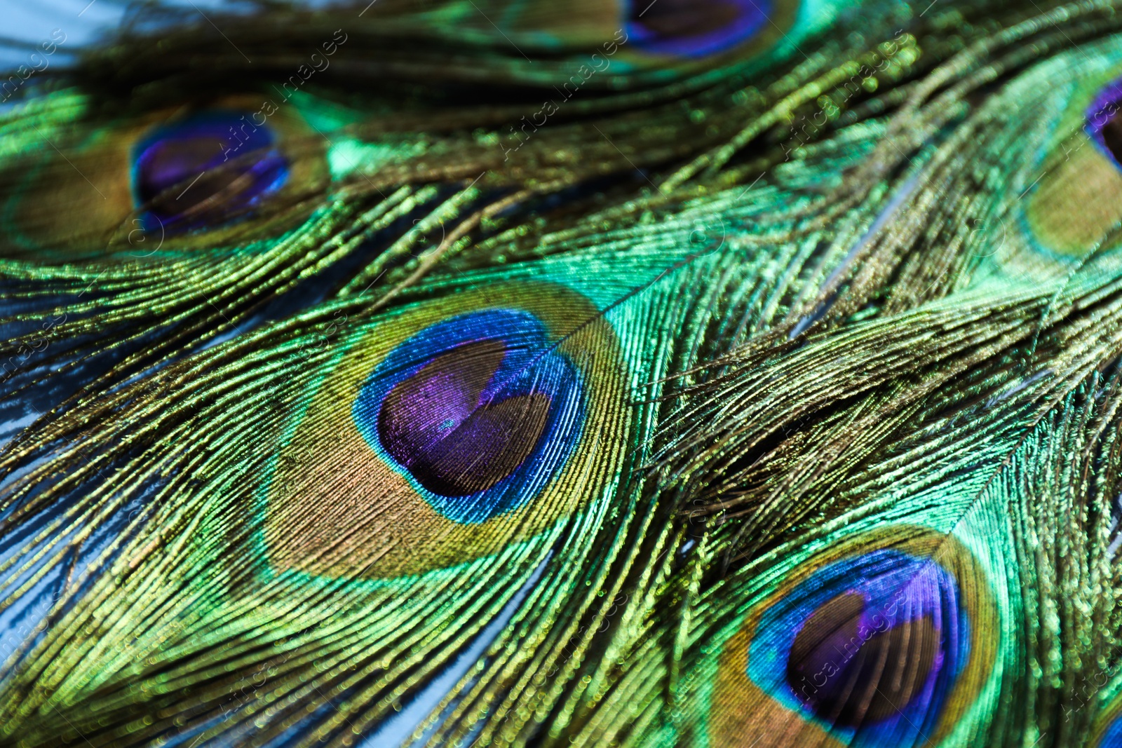 Photo of Many beautiful peacock feathers on blue background, closeup