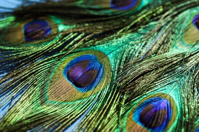 Photo of Many beautiful peacock feathers on blue background, closeup