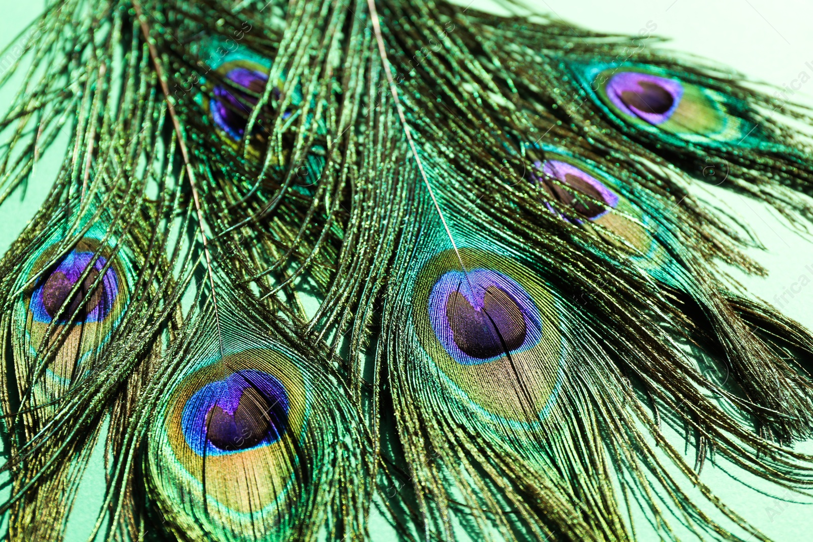 Photo of Many beautiful peacock feathers on turquoise background, closeup