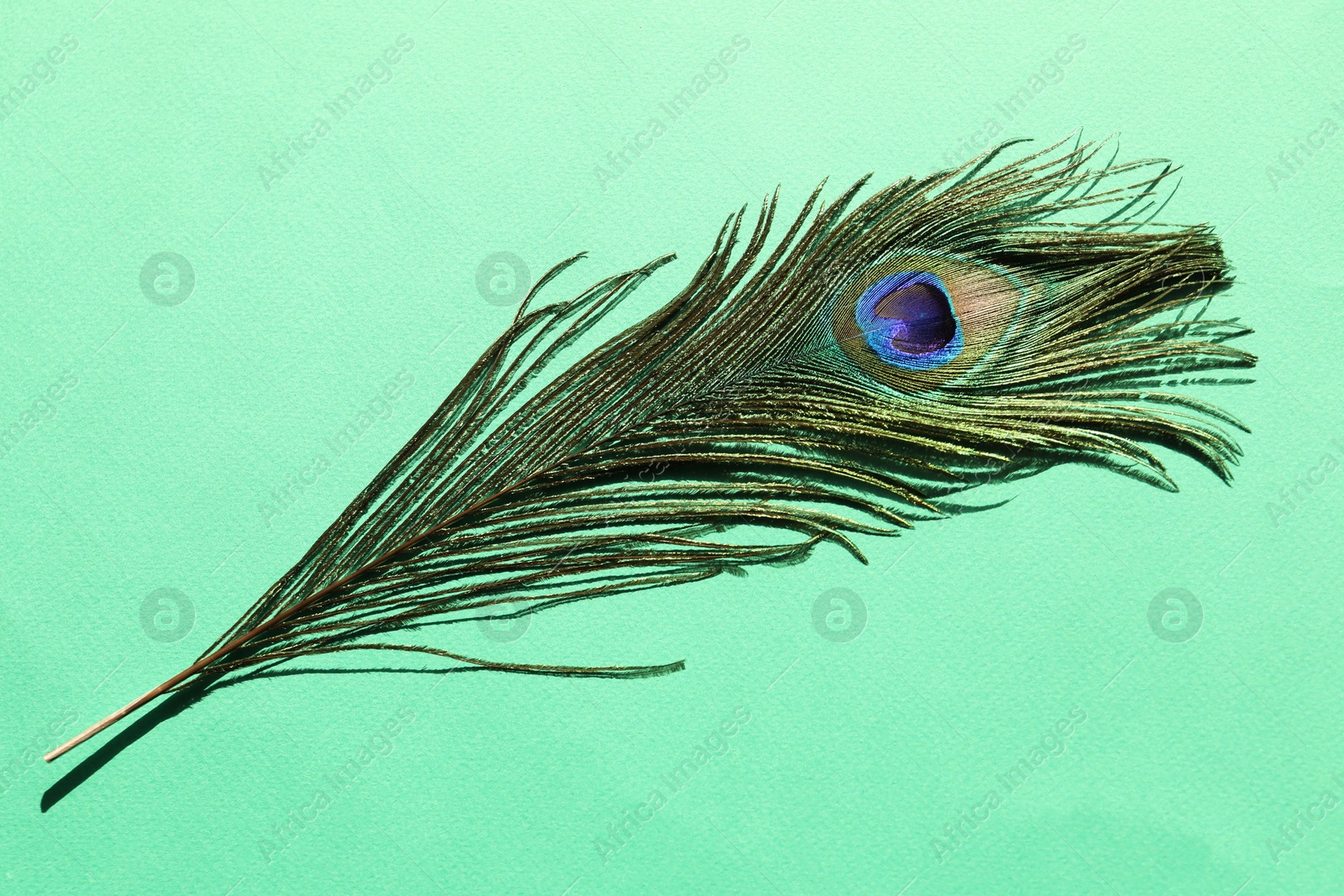 Photo of One beautiful peacock feather on turquoise background, top view