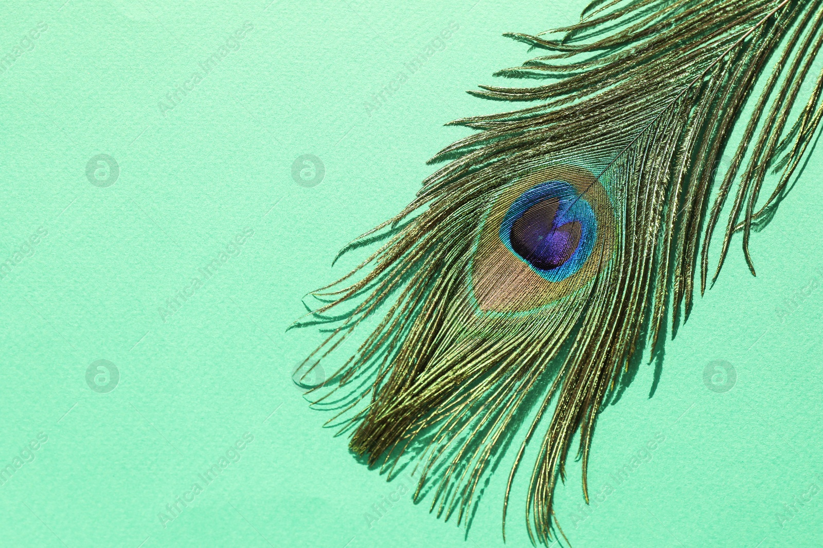 Photo of One beautiful peacock feather on turquoise background, top view. Space for text