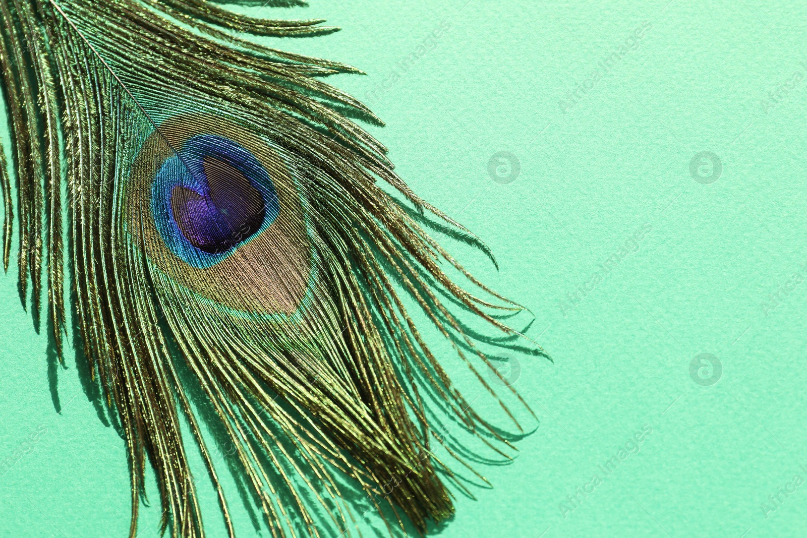 Photo of One beautiful peacock feather on turquoise background, top view. Space for text