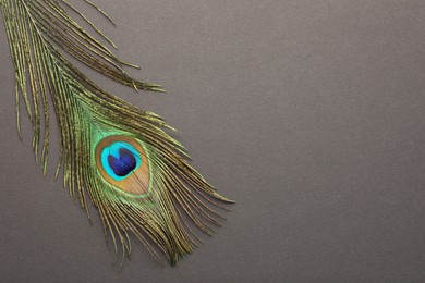 Photo of One beautiful peacock feather on dark grey background, top view. Space for text