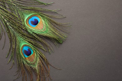 Photo of Two beautiful peacock feathers on dark grey background, top view. Space for text