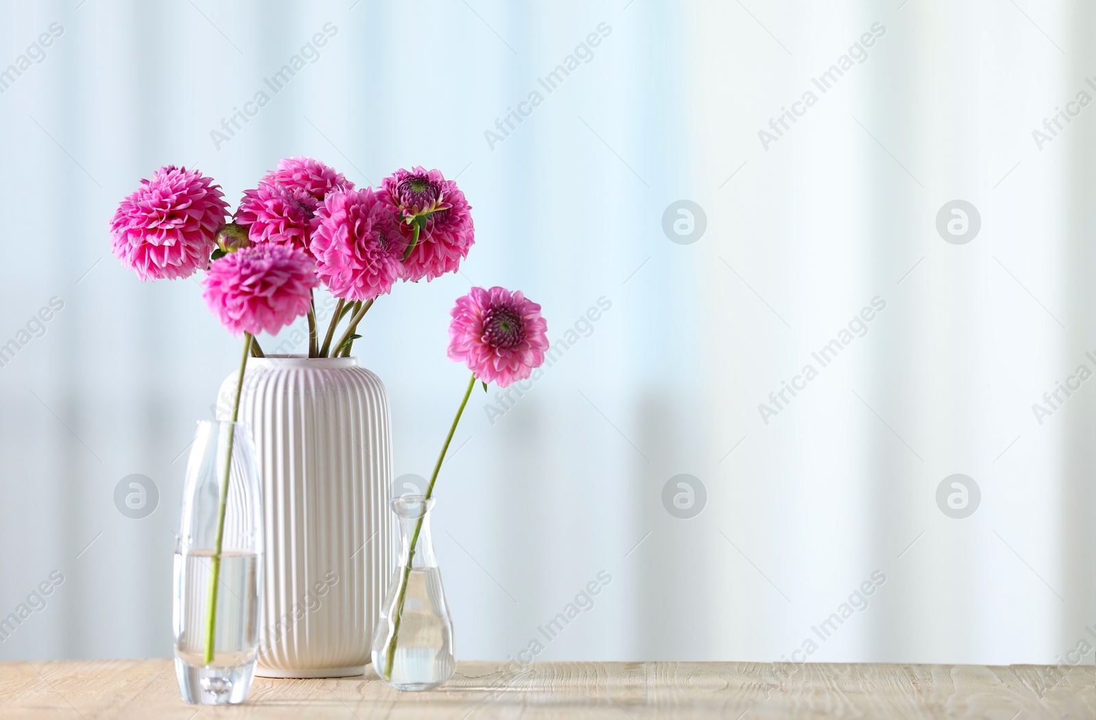 Photo of Beautiful pink flowers in vases on wooden table at home. Space for text