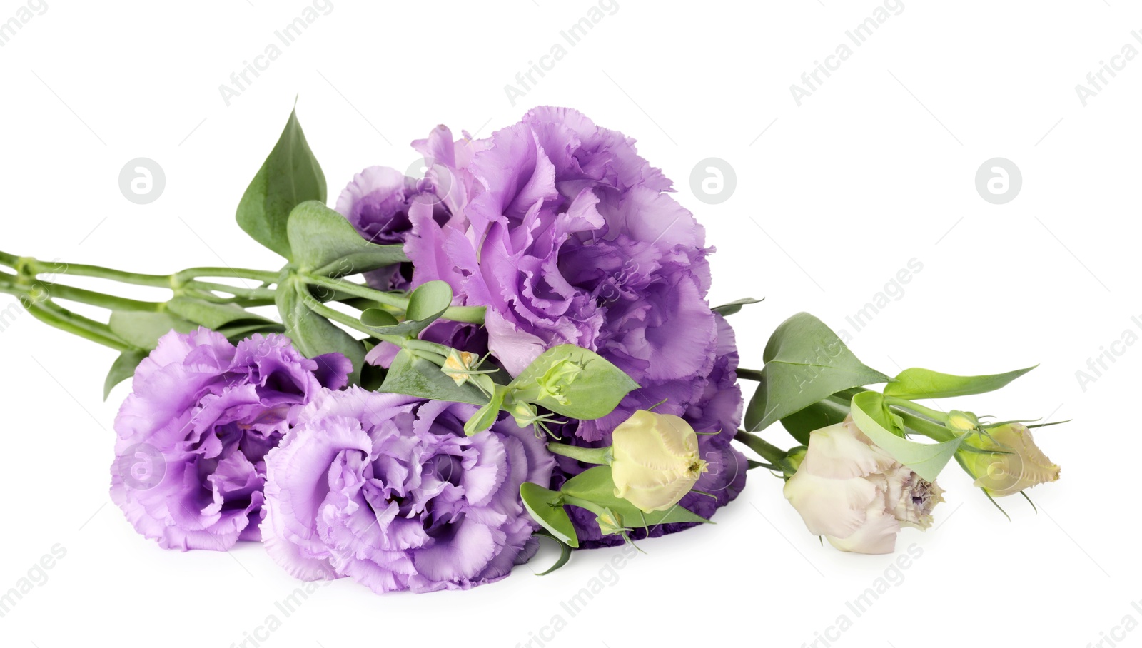 Photo of Beautiful violet eustoma flowers with green leaves isolated on white