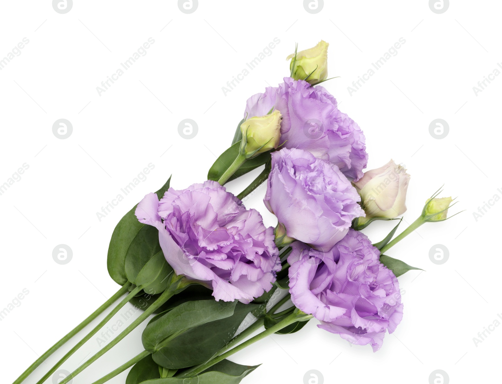 Photo of Beautiful violet eustoma flowers with green leaves isolated on white, top view