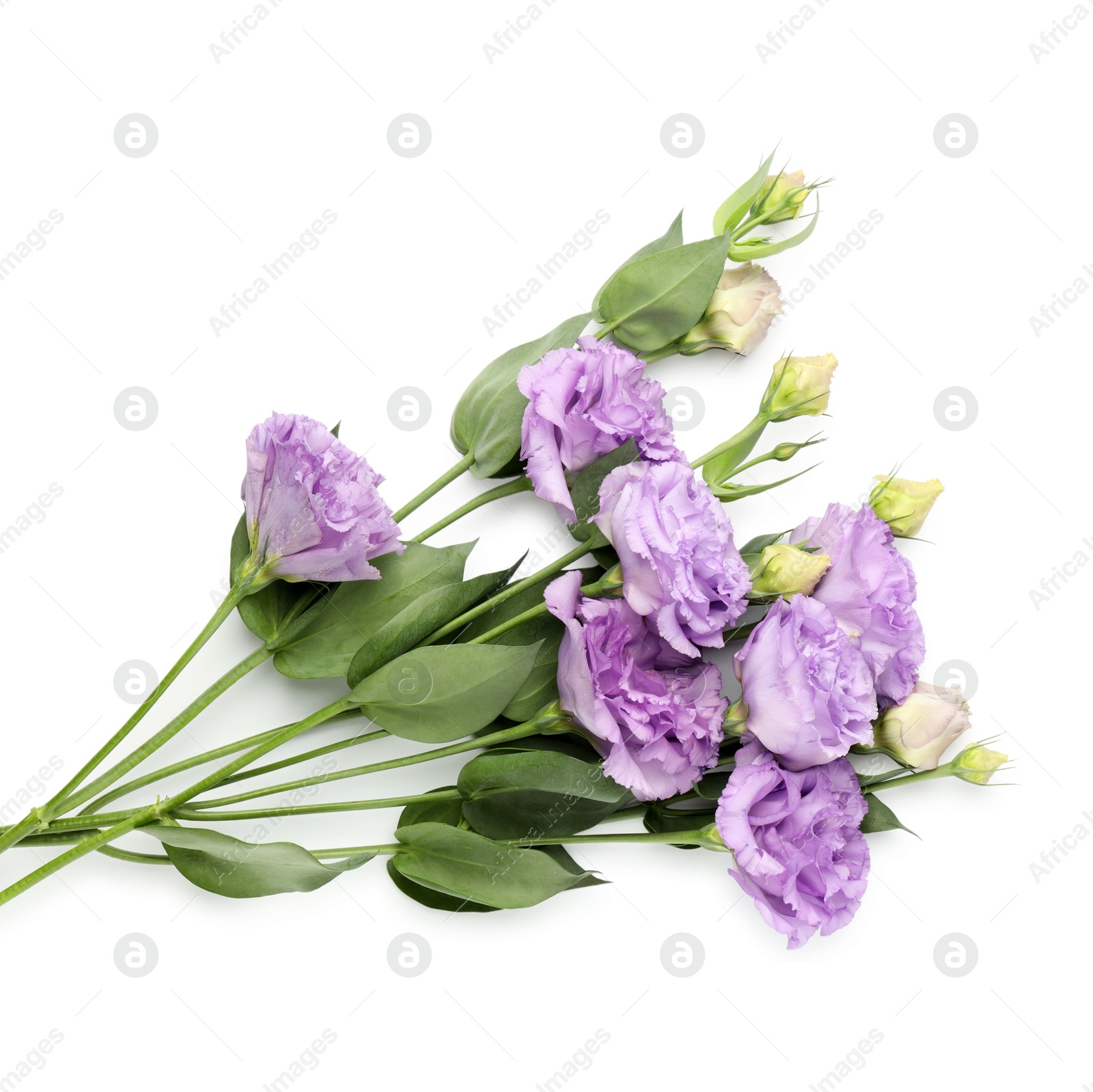 Photo of Beautiful violet eustoma flowers with green leaves isolated on white, top view