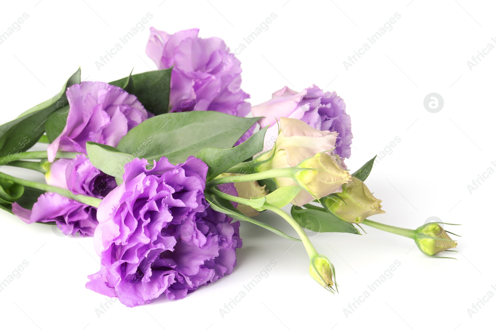 Photo of Beautiful violet eustoma flowers with green leaves isolated on white