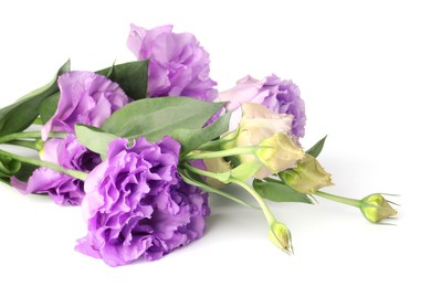 Photo of Beautiful violet eustoma flowers with green leaves isolated on white