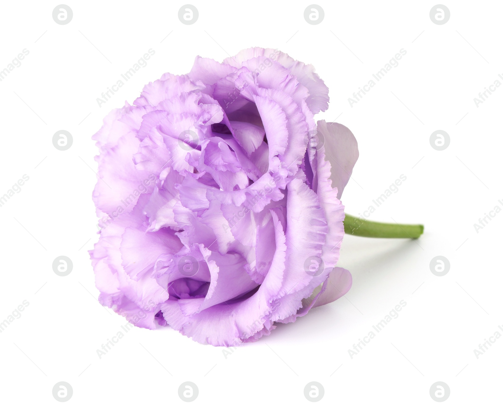 Photo of One beautiful violet eustoma flower isolated on white