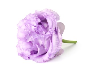 Photo of One beautiful violet eustoma flower isolated on white