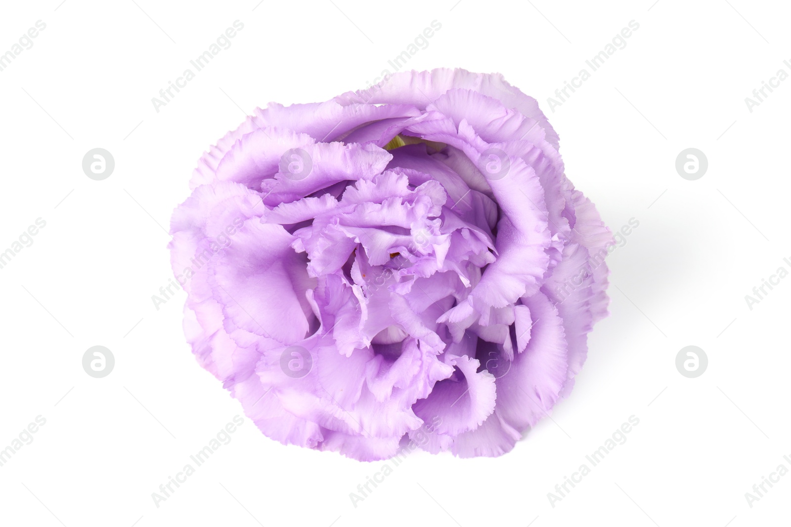 Photo of One beautiful violet eustoma flower isolated on white