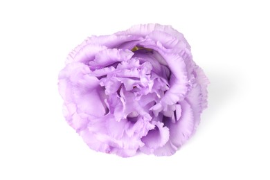 Photo of One beautiful violet eustoma flower isolated on white