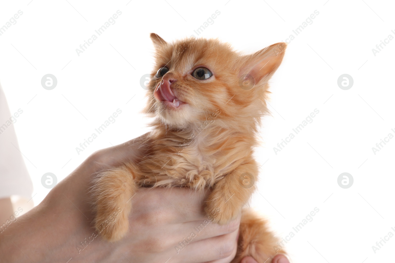 Photo of Teenage boy holding cute ginger kitten on white background, closeup