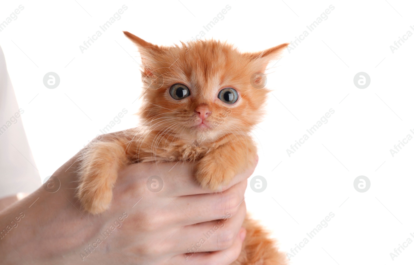 Photo of Teenage boy holding cute ginger kitten on white background, closeup