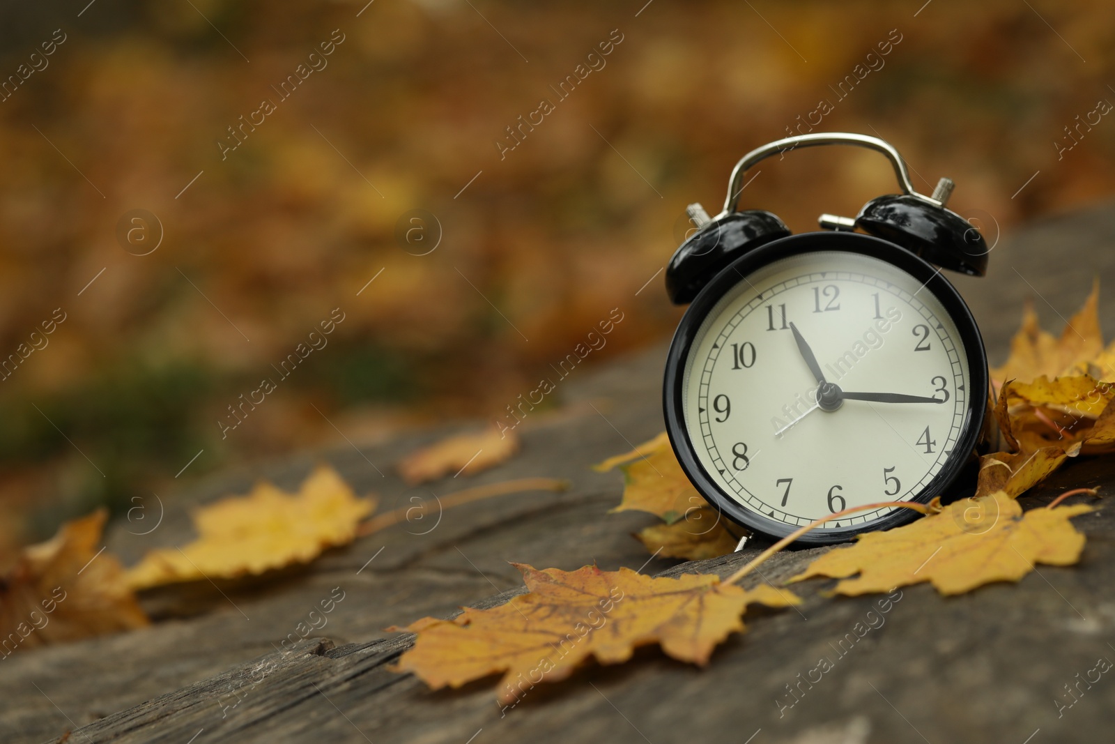 Photo of Autumn time. Alarm clock on tree stump in park, closeup with space for text