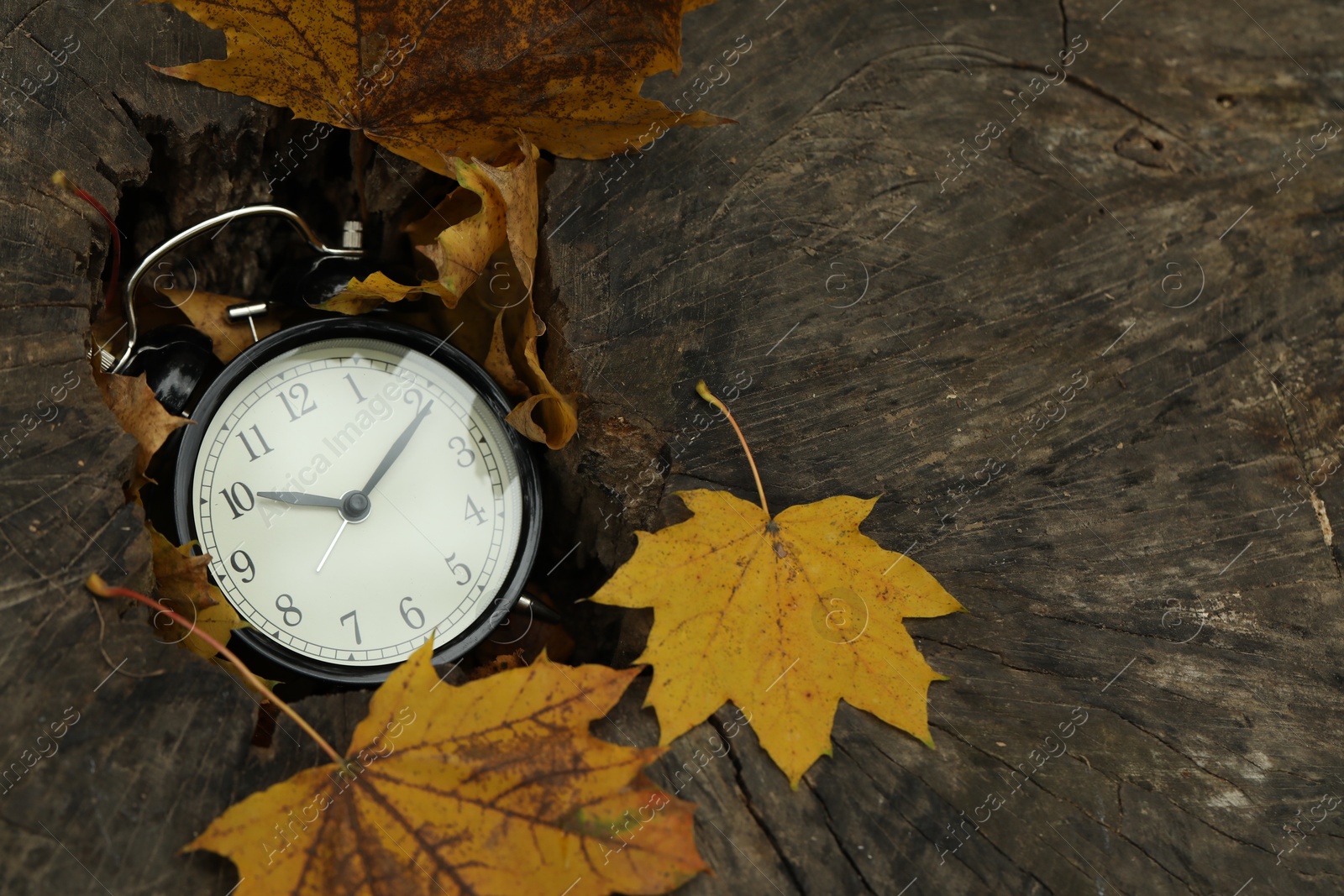 Photo of Autumn time. Alarm clock in tree stump outdoors, closeup