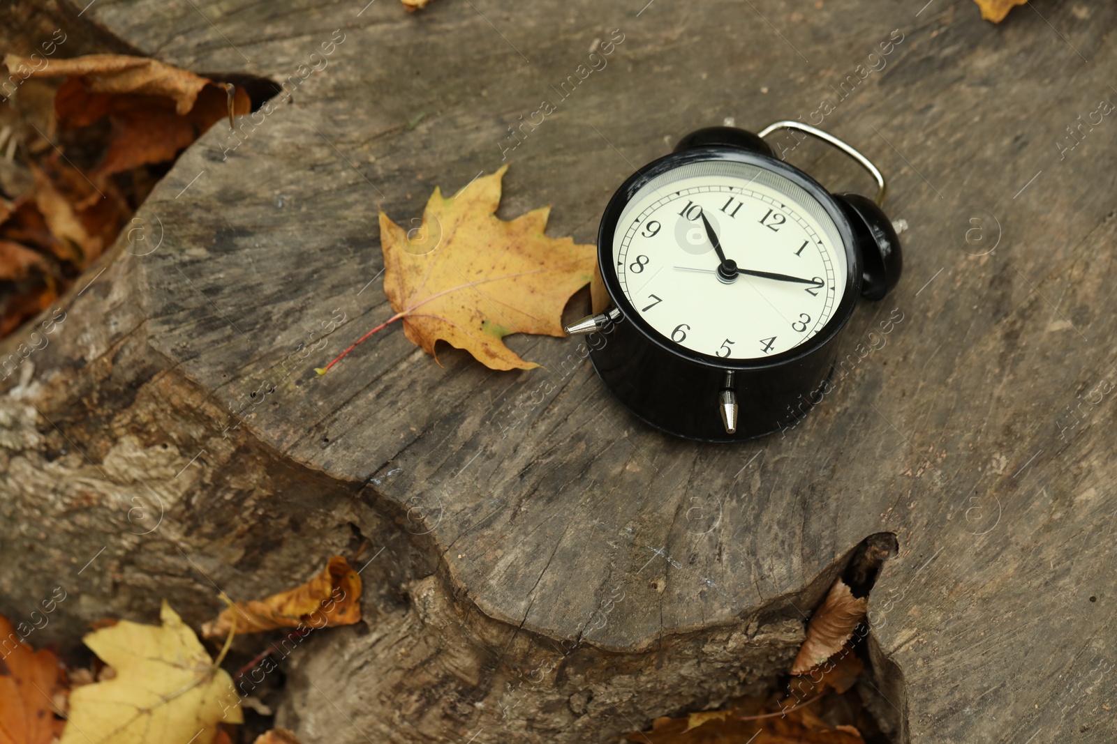 Photo of Autumn time. Alarm clock on tree stump in park, closeup