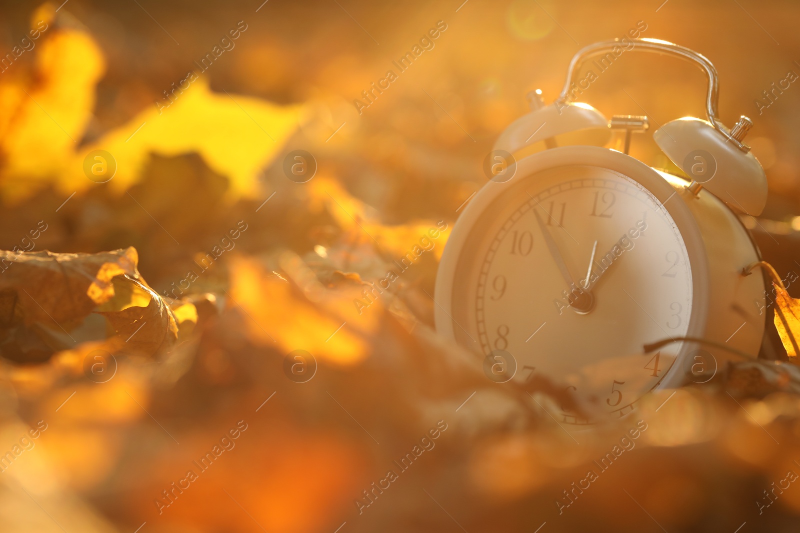 Photo of Autumn time. Alarm clock on fallen leaves outdoors, closeup with space for text