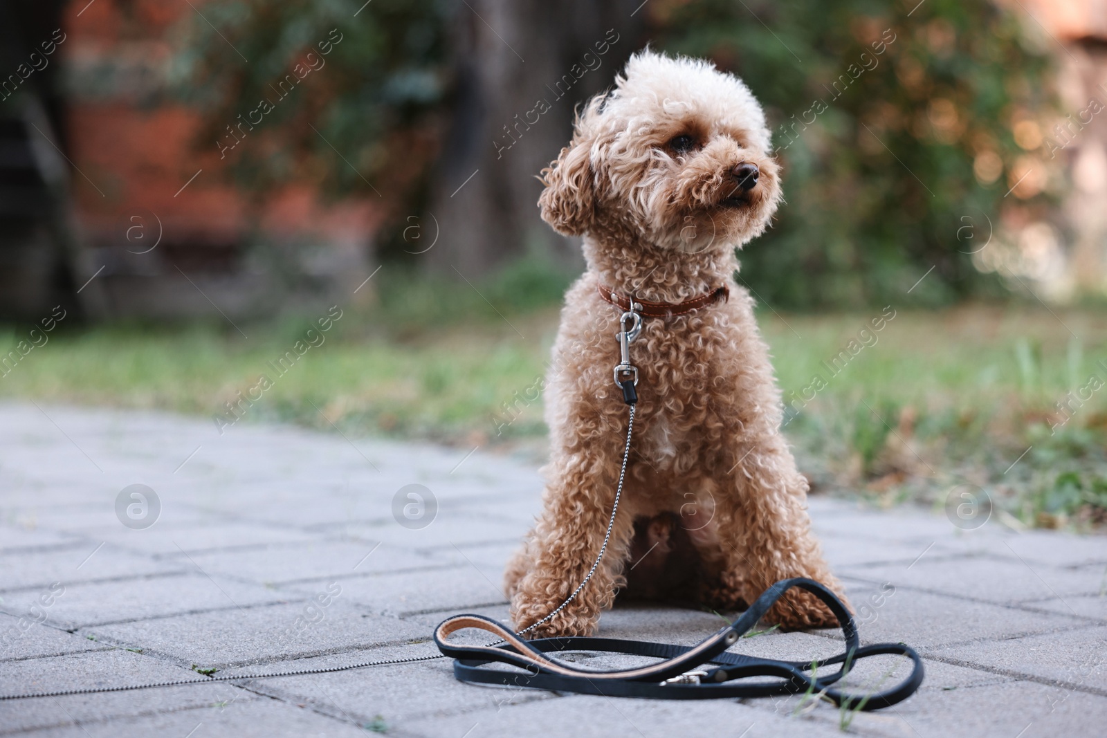 Photo of Cute Maltipoo dog with leash on walk outdoors, space for text