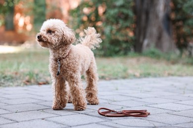 Photo of Cute Maltipoo dog with leash on walk outdoors