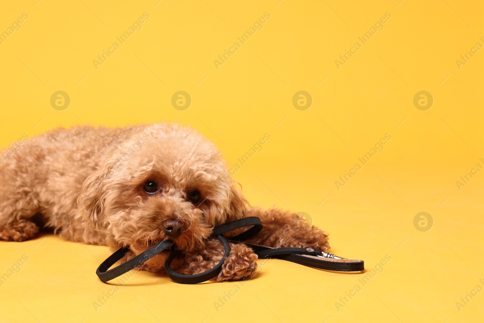 Photo of Walking with dog. Cute Maltipoo with leash on orange background