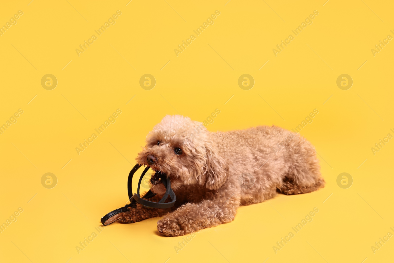 Photo of Walking with dog. Cute Maltipoo with leash on orange background