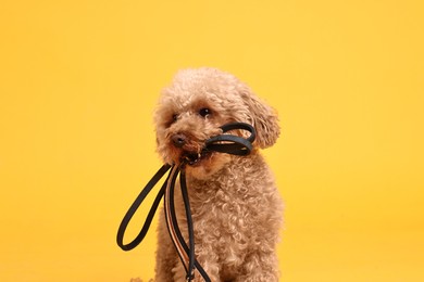 Photo of Walking with dog. Cute Maltipoo with leash on orange background