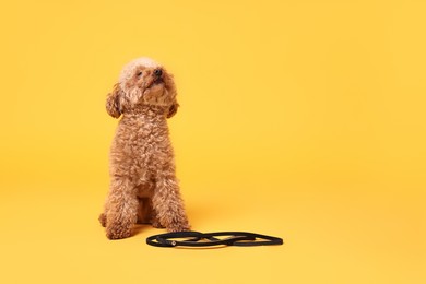 Photo of Walking with dog. Cute Maltipoo with leash on orange background, space for text