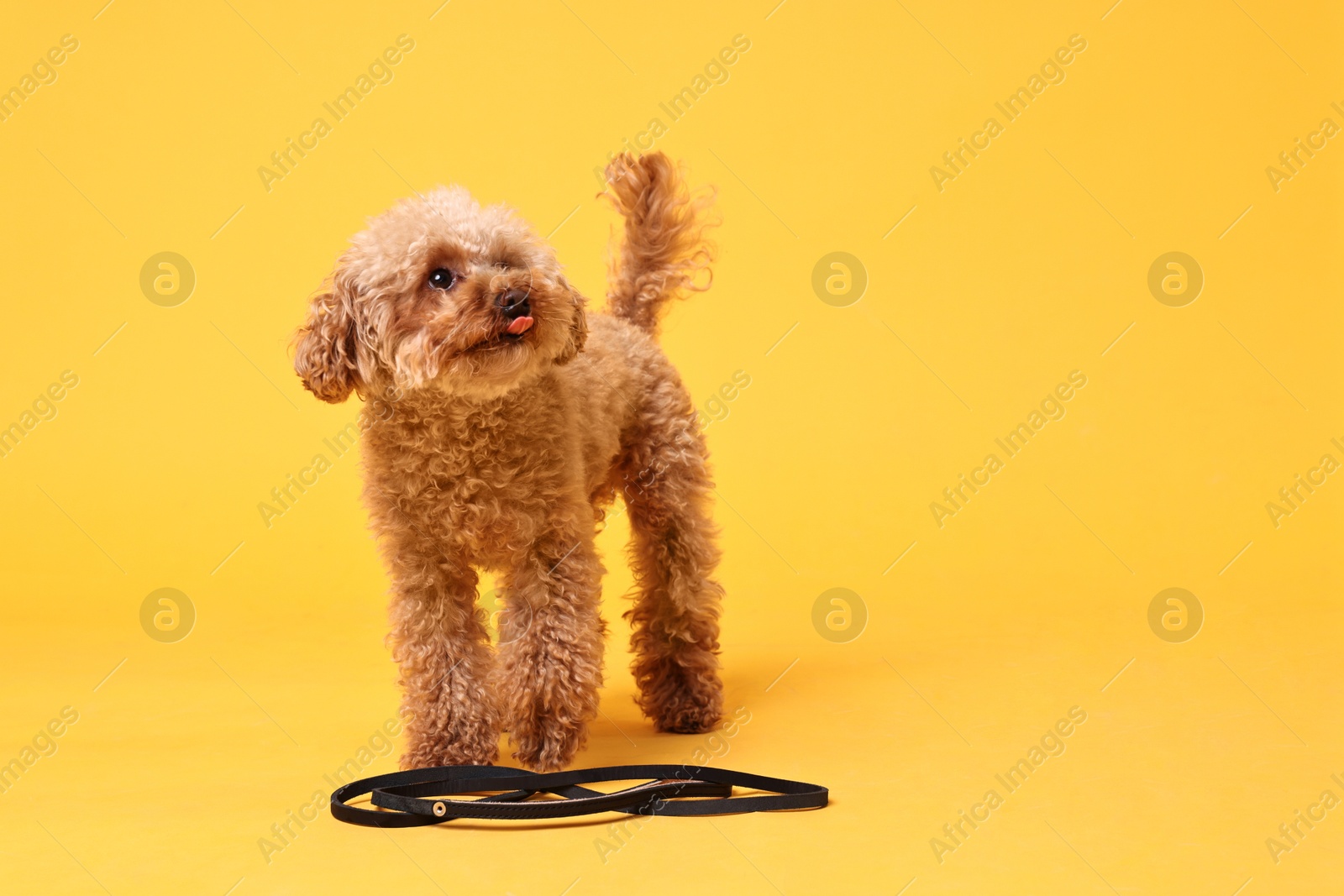 Photo of Walking with dog. Cute Maltipoo with leash on orange background, space for text