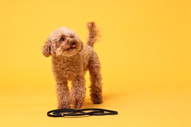 Photo of Walking with dog. Cute Maltipoo with leash on orange background, space for text