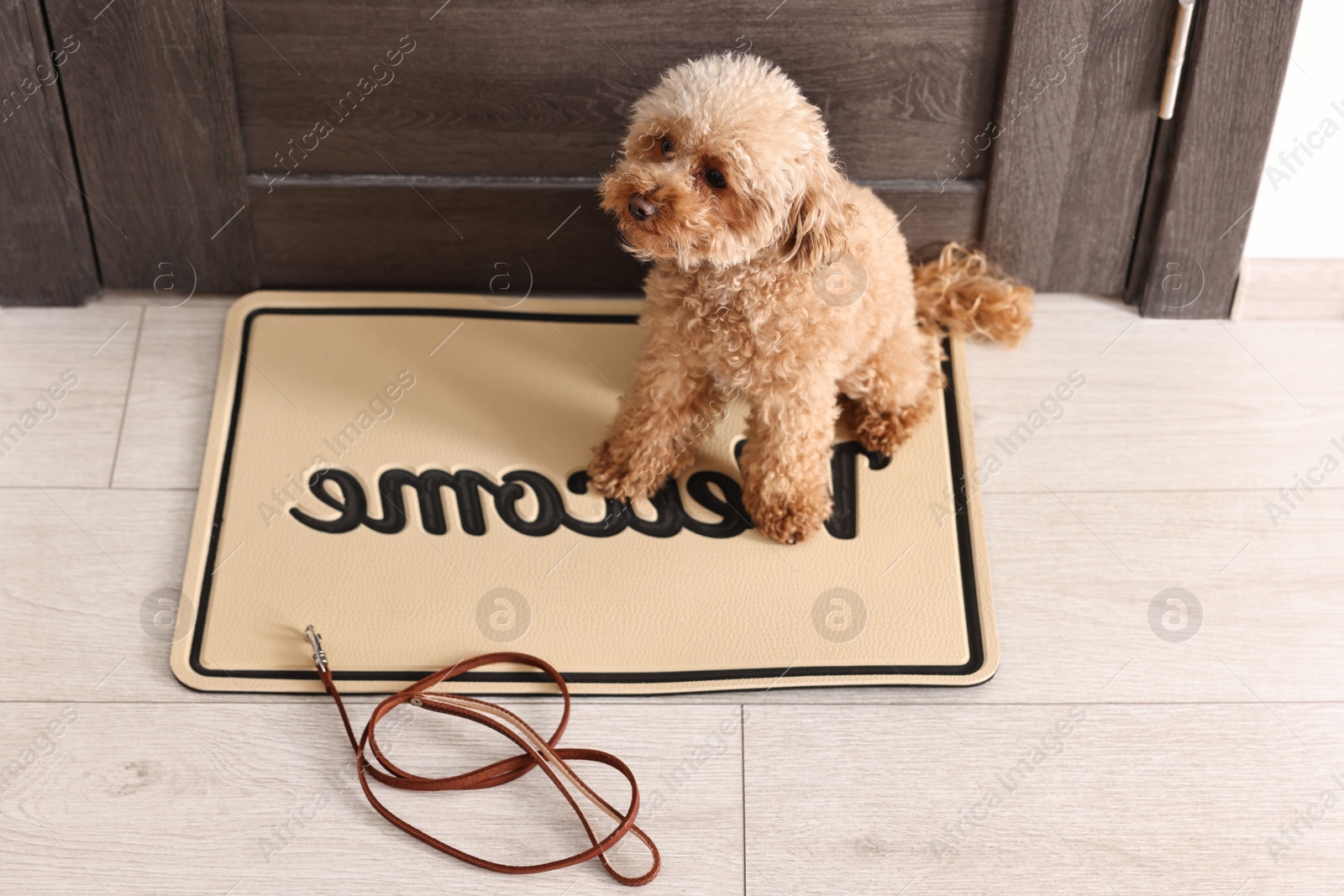 Photo of Walking with dog. Cute Maltipoo with leash near door indoors