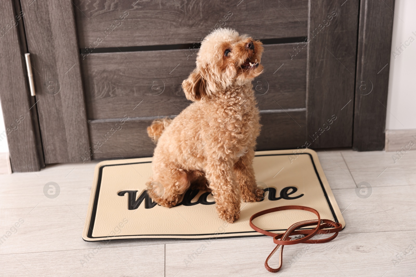 Photo of Walking with dog. Cute Maltipoo with leash near door indoors