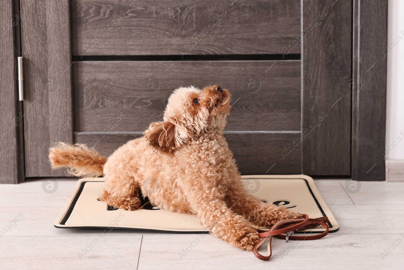 Photo of Walking with dog. Cute Maltipoo with leash near door indoors