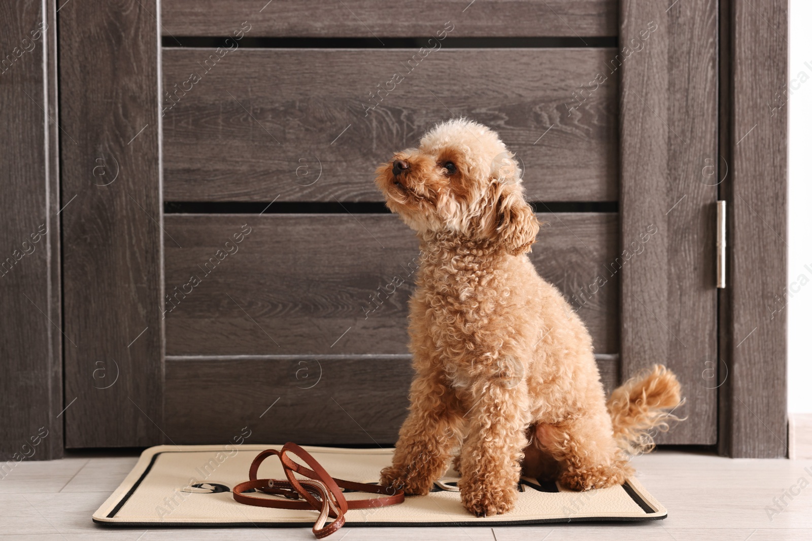 Photo of Walking with dog. Cute Maltipoo with leash near door indoors