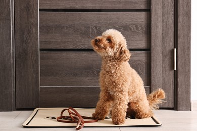 Photo of Walking with dog. Cute Maltipoo with leash near door indoors