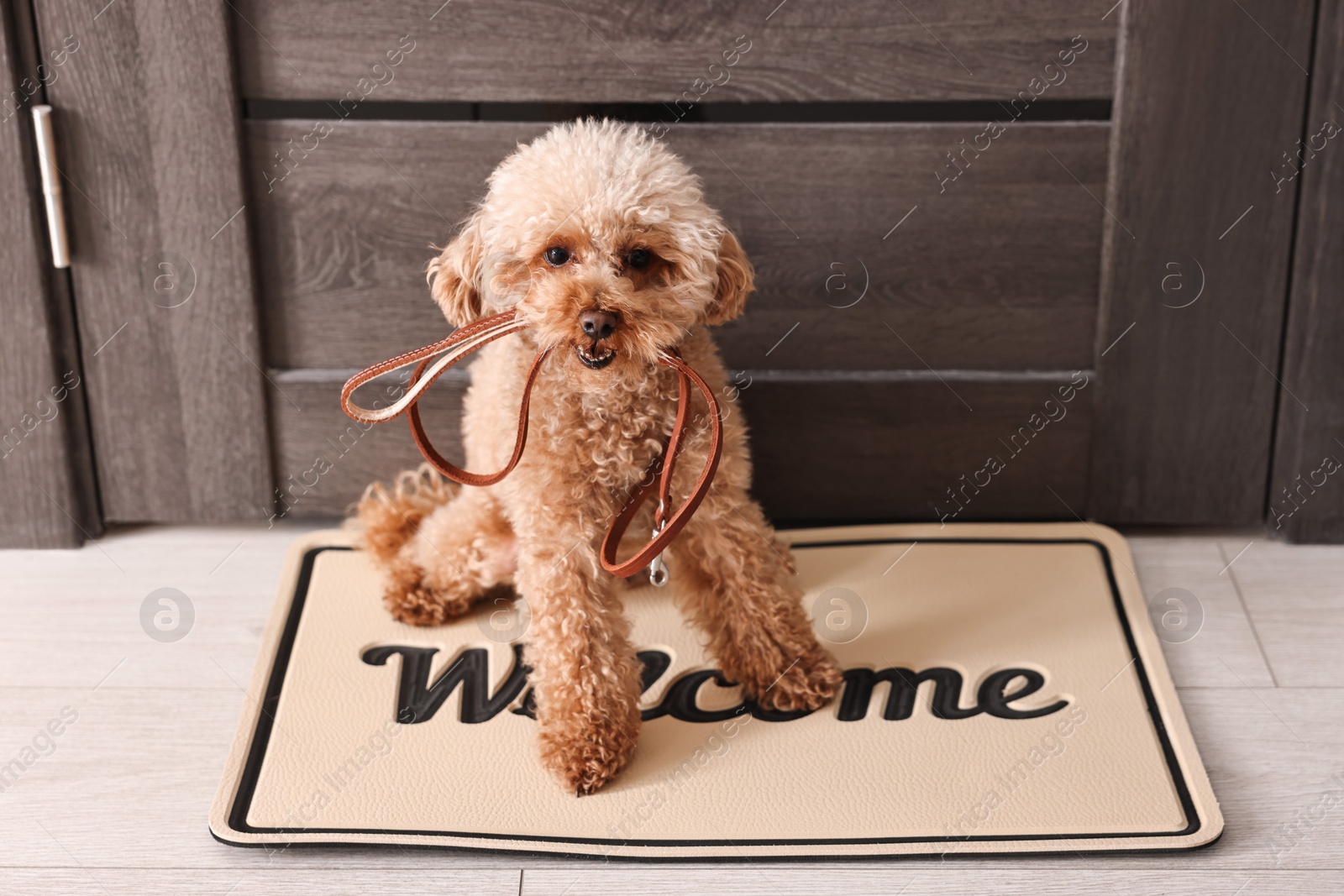 Photo of Walking with dog. Cute Maltipoo with leash near door indoors