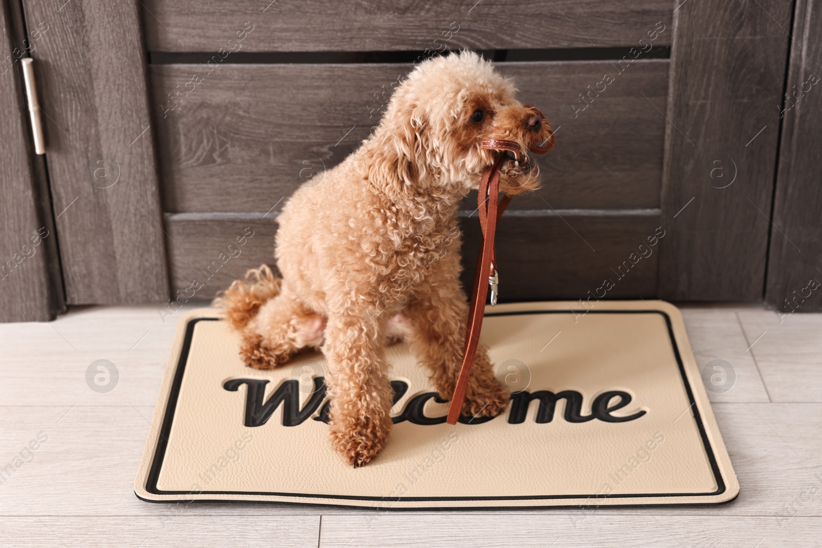 Photo of Walking with dog. Cute Maltipoo with leash near door indoors