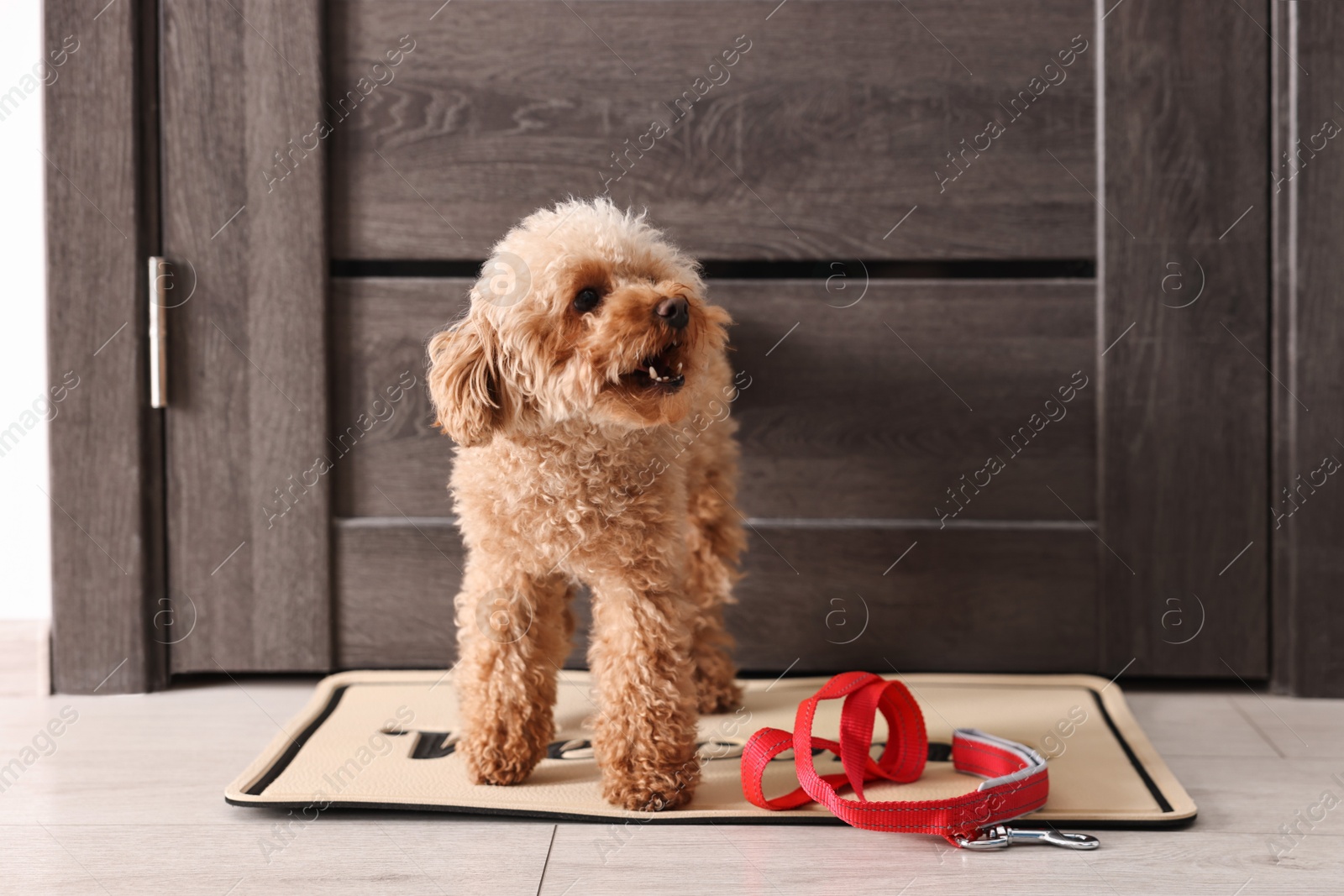 Photo of Walking with dog. Cute Maltipoo with leash near door indoors