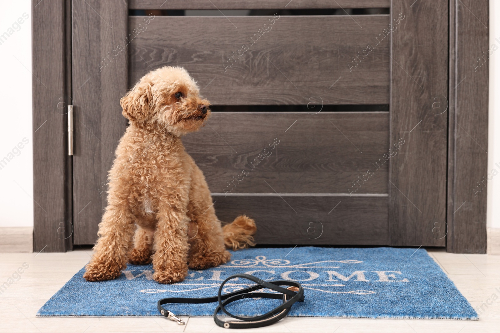 Photo of Walking with dog. Cute Maltipoo with leash near door indoors